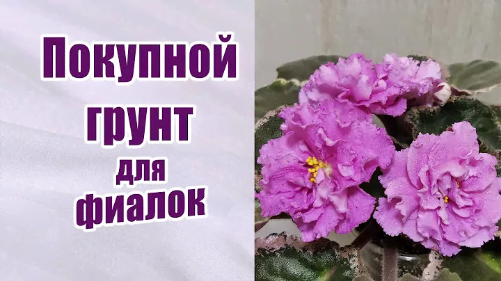 Какую землю выбрать для фиалок. Очень часто задают этот вопрос. Покупной грунт, плюсы и минусы.