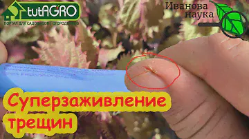 ДЕШЕВАЯ СОВЕТСКАЯ МАЗЬ С МОМЕНТАЛЬНЫМ ДЕЙСТВИЕМ: быстрое заживление трещин на коже.