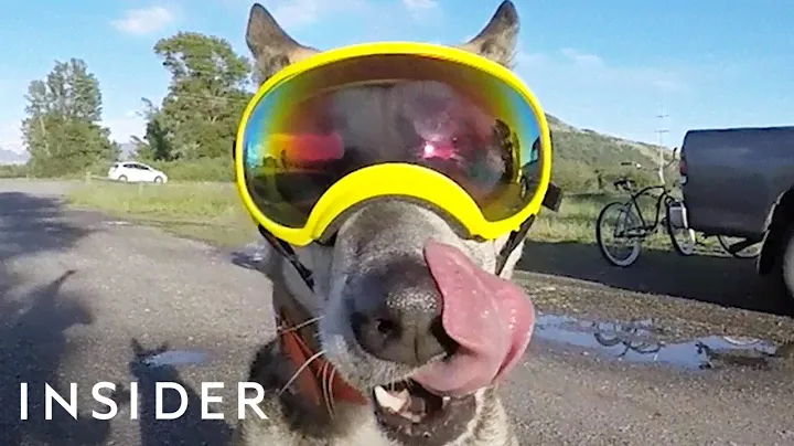 Goggles Made For Dogs On An Outdoor Adventure