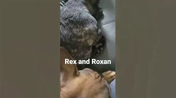franch pit bull Rex and Roxan