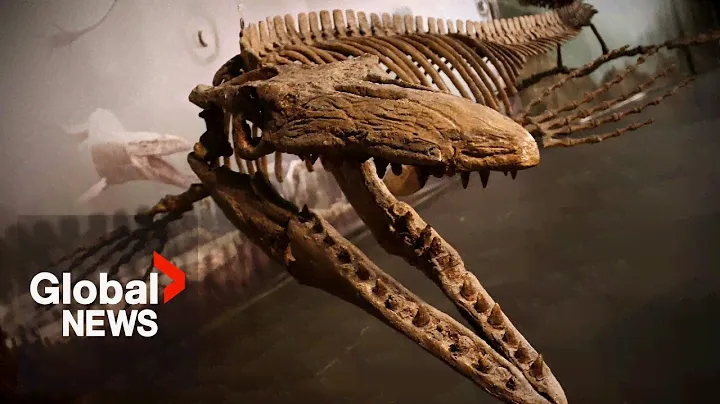 Massive “T-Rex of the deep” fossil discovered in southern Manitoba
