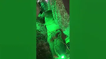 A tea Rex￼