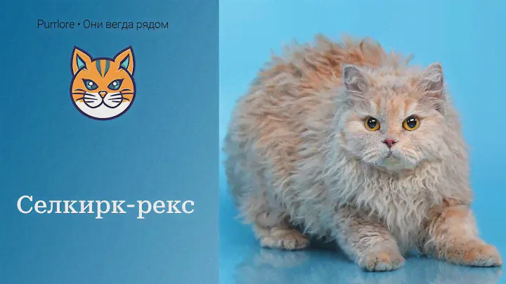 Селкирк рекс