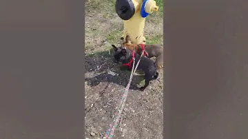 franchise pit bull Rex and Roxan taking a walk good exercise for them