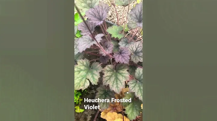 Heuchera Frosted Violet #heuchera #гейхера 15.06.2023