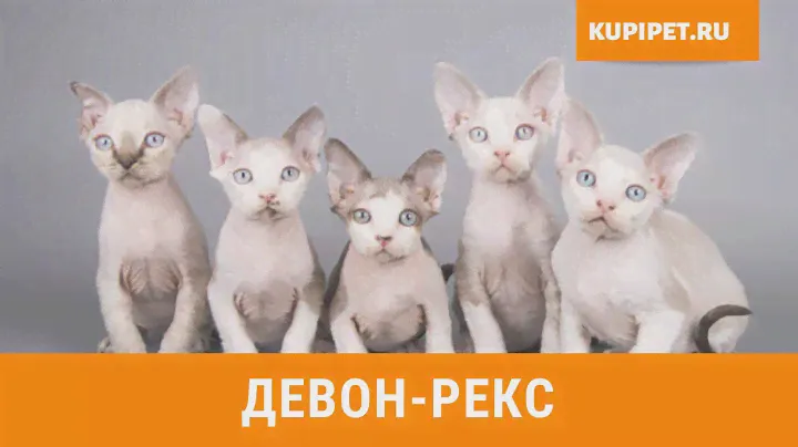 ДЕВОН-РЕКС ВСЕ О ПОРОДЕ. ИНТЕРЕСНЫЕ ФАКТЫ
