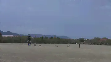 Align T-rex 500