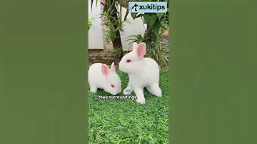 Mini Rex: The perfect pet for families and first-time rabbit owners #minirex #rabbit #rabbits