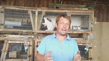 Украли мечту о крольчатнике.