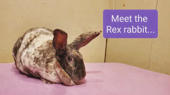 Meet the Rex Rabbit.