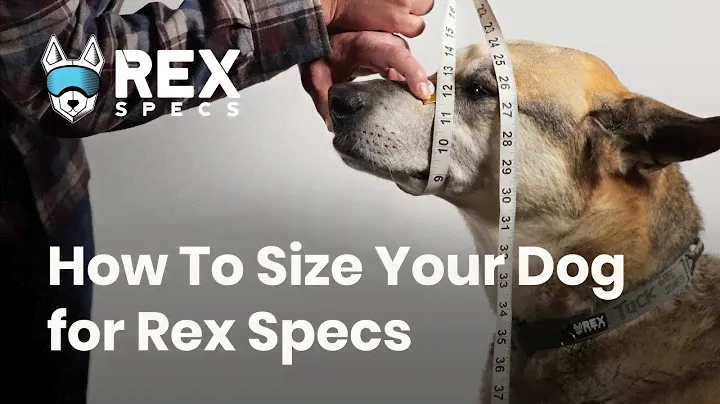 How To Size Your Dog for Rex Specs