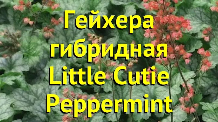 Гейхера гибридная Литл Кьюти Пепперминт. Краткий обзор heuchera hybr. Little Cutie Peppermint