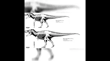 Tyrannosaurus Rex And Vastatosaurus Rex Size Comparison