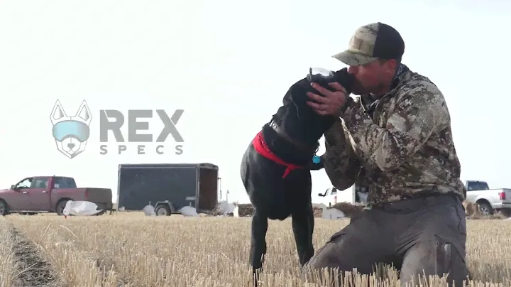 Review of Rex Specs Goggles for Hunting Dogs
