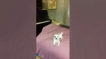 Рекс поёт