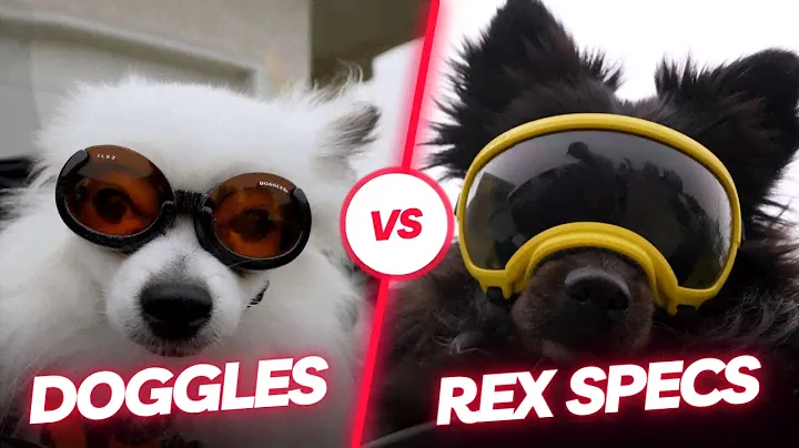 Doggles vs Rex Specs - Dog Goggles Review