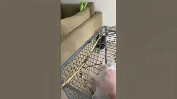 Уборка у попугаев 🦜 как ухаживать за попугаем 💚