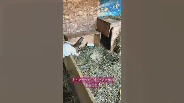 Mini Rex Bunny Rabbit Family