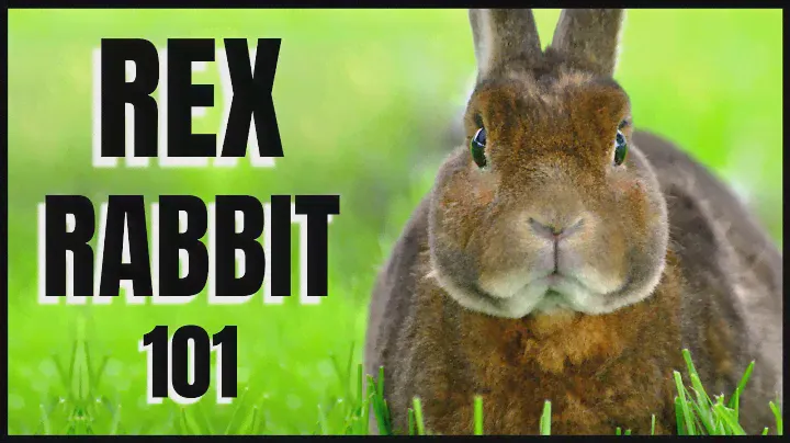 Rex Rabbit 101: All You Need To Know