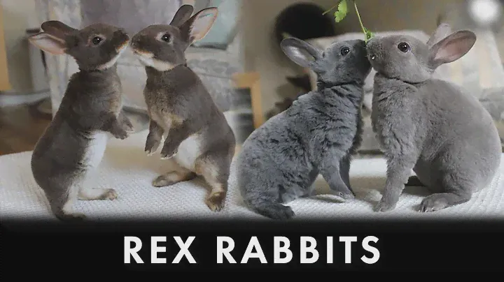 Rex Rabbits | Mini Rex With Funny Bunnies