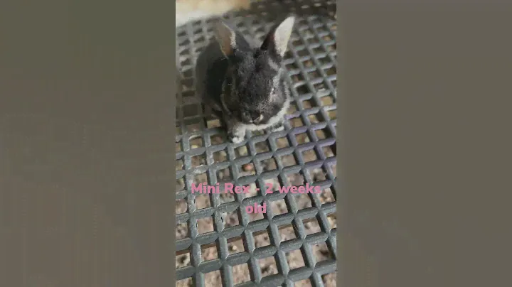 Rabbits - mini rex -CUTE