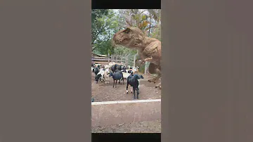 T Rex eating a goat😱🦖🐏
