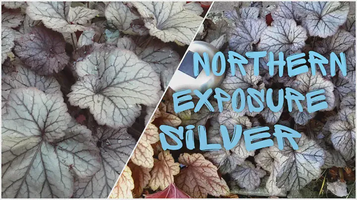 Гейхера Northern Exposure Silver ⭐ Heuchera Northern Exposure Silver