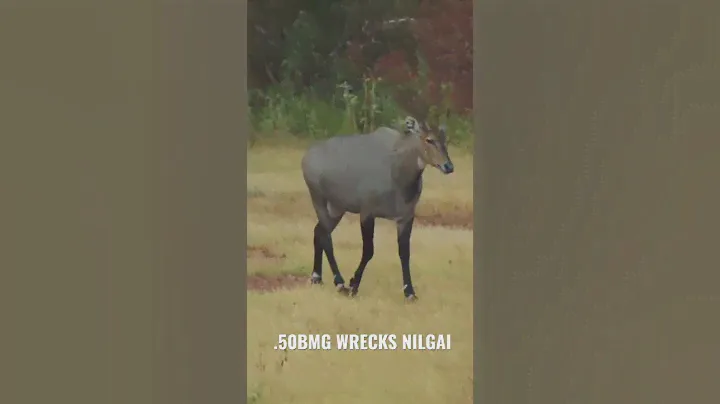 50 BMG bullet hits ANTELOPE like a TRUCK