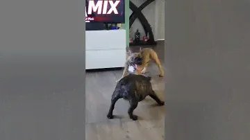 franchises pit bull having fun Rex and Roxan playing