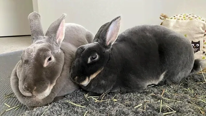 Cute And Funny Rabbits | Rex Bunnies | Biggest Rabbit