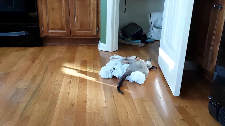 Cats love when we bring home the groceries