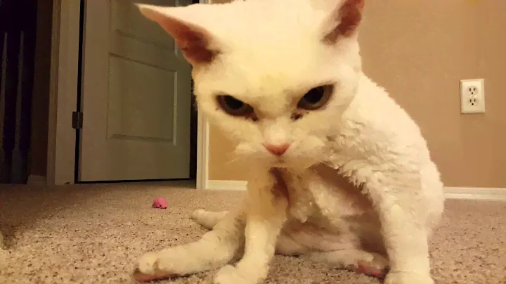 Talking Devon Rex