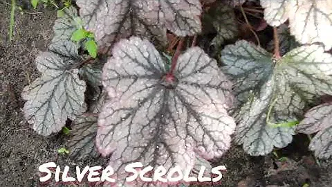 Гейхера сорт silver Scrolls в июне