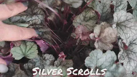Окрас листьев осенью гейхера сорт Silver Scrolls