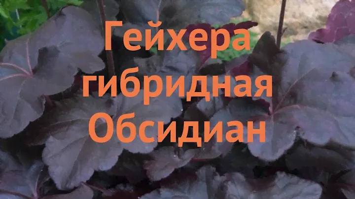 Гейхера гибридная Обсидиан (heuchera hybrid obsidian) 🌿 обзор: как сажать, саженцы гейхеры Обсидиан