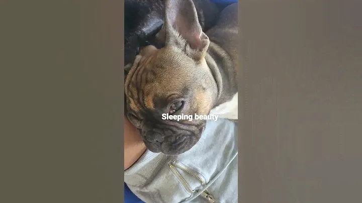 French pit bull Rex and Roxan