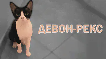 Девон-Рекс - Все о породе