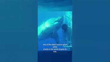 The BIGGEST Great White Shark EVER 🦈😱