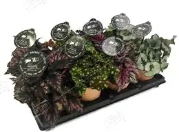 Бегония рекс Begonia Rex г.11