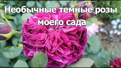 Необычные темные розы пурпурного цвета (2023г): Янг Лисидас, Тьерри Маркс, Графиня фон Харденберг