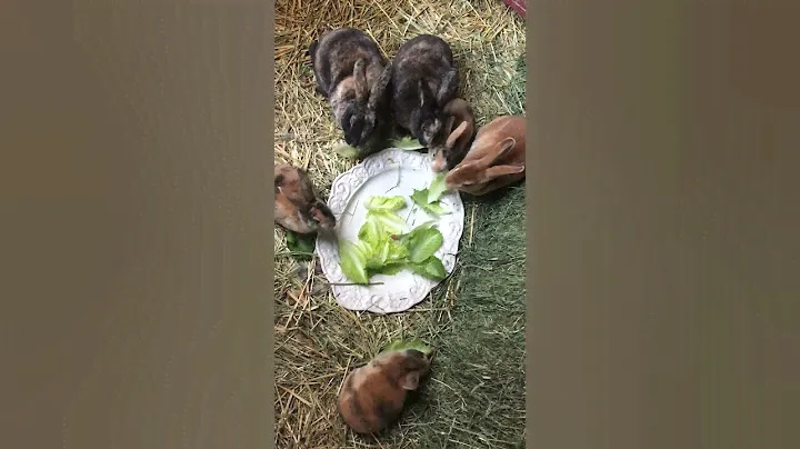 Bunny Life, Episode 8