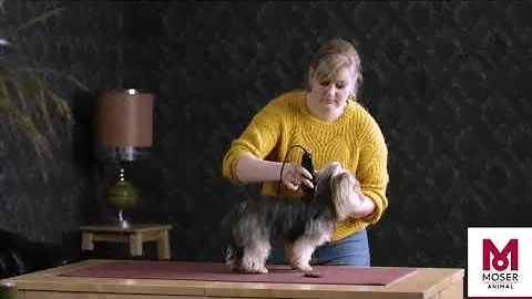 MOSER 1400 — Полная домашняя стрижка небольшой собаки | MOSER Animal