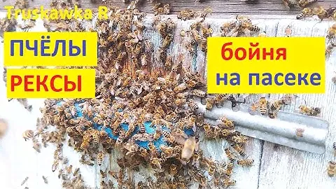 #Пчёлы. Кто такие семьи - рексы на примере.  Чем опасны и почему пропадают #пасеки осенью.