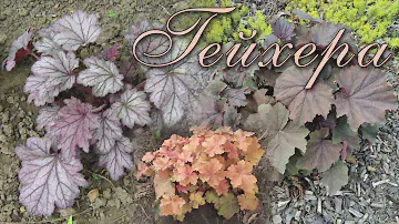 Гейхера: особенности растения, секреты выращивания / Heuchera: plant features, growing secrets