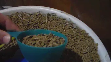 Video 10 - The Diet of the Mini Rex Rabbit