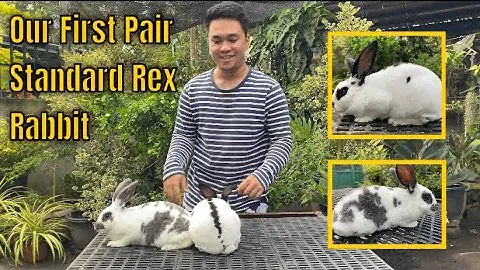 Our First Pair of Standard Rex Rabbits