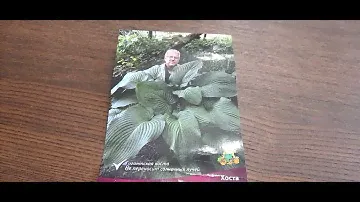 #хоста #гигант / Хоста Ти Рекс ( лат. hosta hybrid T Rex). Кратко о посадке .