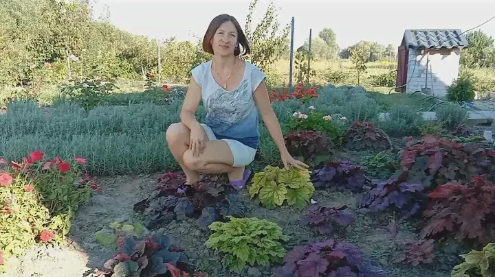 Гейхеры которые не переносят солнце. Новинки в коллекции 🌱