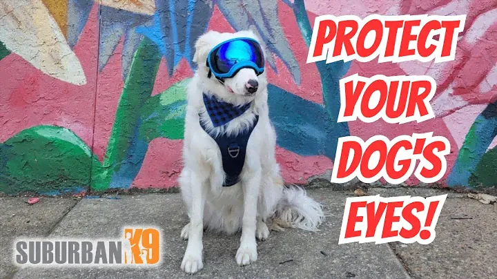 Rex Specs Dog Goggles Review