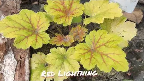 Моя кроха гейхера сорт Red lighting окрас листьев в сентябре